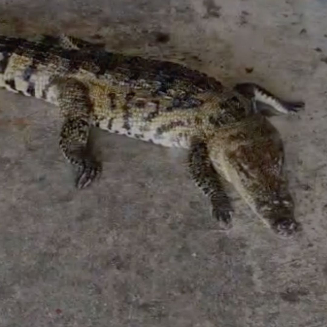 Cocodrilo Muere Atropellado Frente a Cuartel de Bomberos en Tampico, Tamaulipas